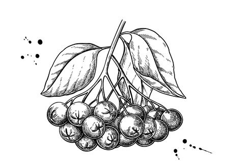 Online coloring book: Coloring book delicious chokeberry twig